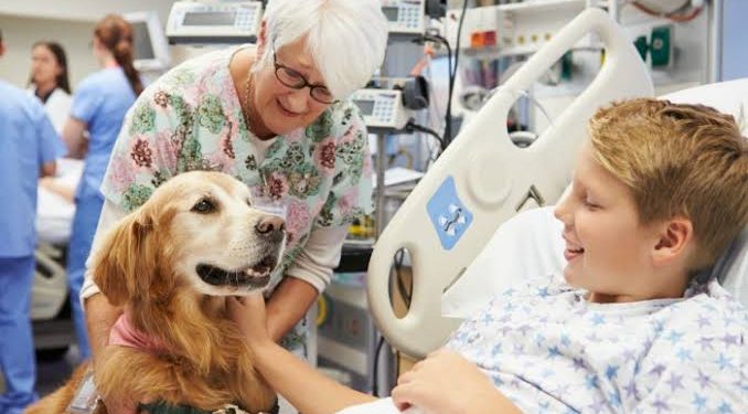 Heróis de Quatro Patas: Pets que Transformam Hospitais com Amor e Companhia