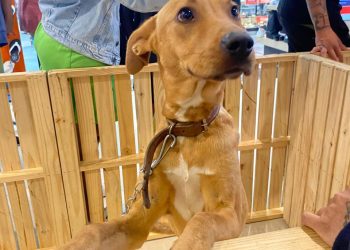 Feira de Adoção de Animais no Bangu Shopping acontece neste sábado