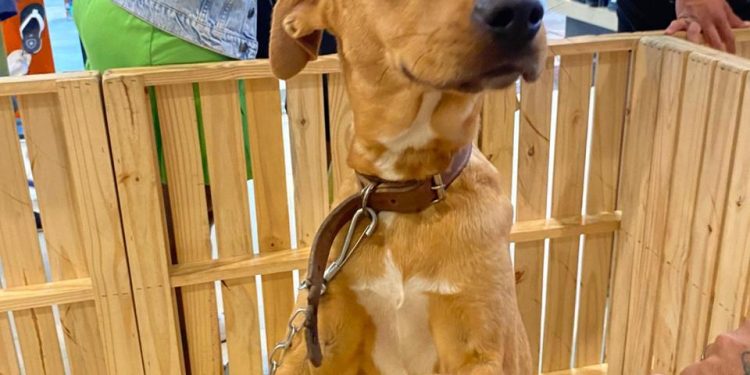 Feira de Adoção de Animais no Bangu Shopping acontece neste sábado