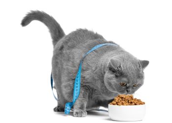 Você está alimentando seu pet com carinho ou colocando a saúde dele em risco?