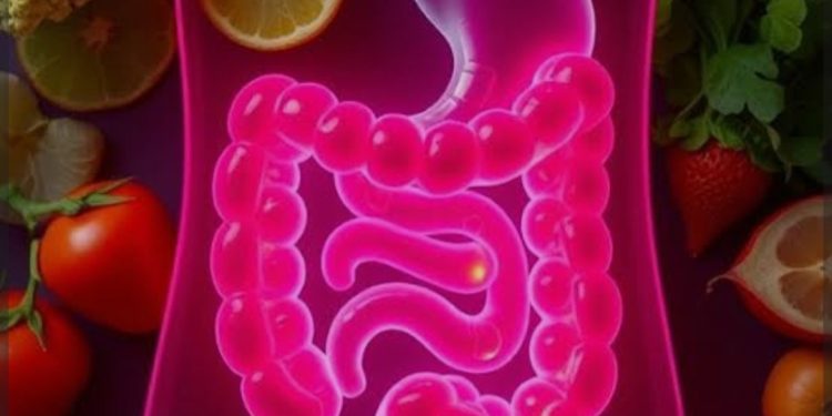 Intestino: o segundo cérebro do corpo humano