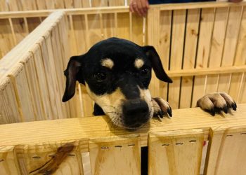 Bangu Shopping promove campanha de adoção de animais neste sábado, 11 de outubro