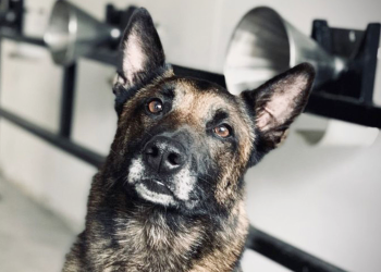 Outubro Rosa: conheça o projeto social que conta com cães na detecção do câncer de mama