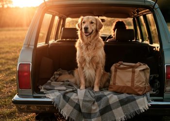 Vai viajar com o seu pet no feriado ? Cuidado com a alimentação dele