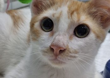 Caxias Shopping e Bangu Shopping promovem campanhas de adoção pet no dia 28 de fevereiro