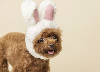 Páscoa: Pedacinho de chocolate pode ser letal para cães e gatos