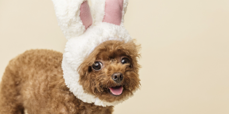 Páscoa: Pedacinho de chocolate pode ser letal para cães e gatos