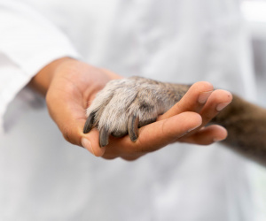 Saúde Mental e a Perda de Pets: Um luto que precisa ser respeitado